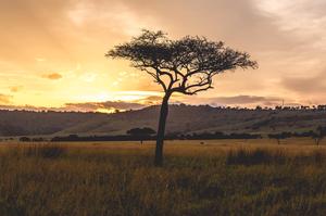 Maasai Mara, Kenya, 2018